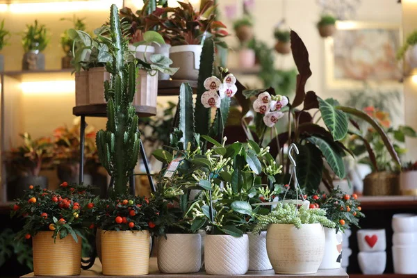 Biljke u saksijama stoje na polici u cvjećari, okružene drugim zelenilom i cvjetnim aranžmanima.